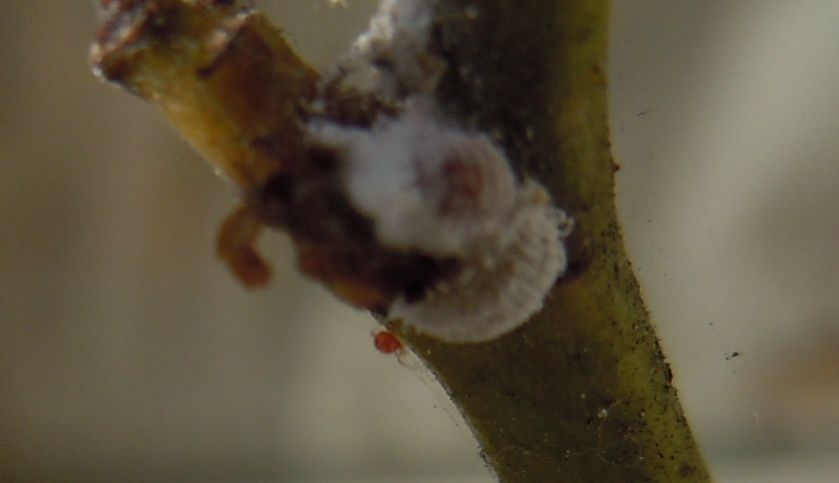 Cocciniglia (Pseudococcidae -Planococcus?)
